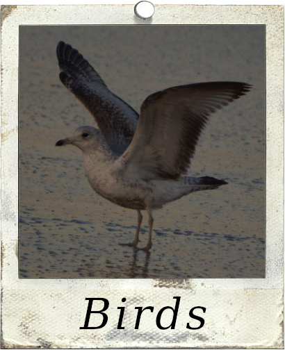 Bird Polaroid