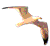 Seagull Cursor GIF